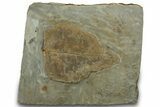 Fossil Leaf (Cissites rocklandensis) - Uncommon Species #305950-1